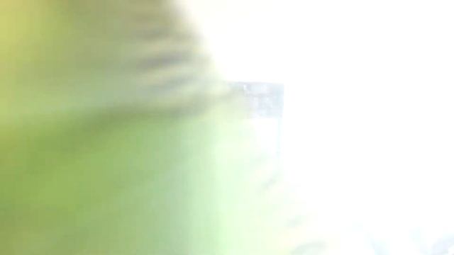 Моего попугая зовут ДжоДжо...