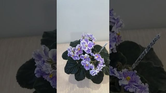 Фиалка стандартная АЕ-Снежный эдельвейс. Обзор.
