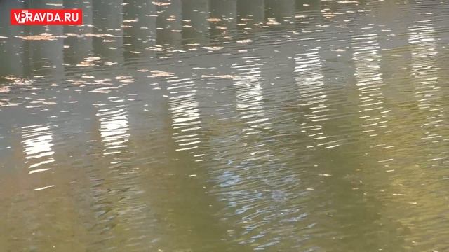 Лесные переживания