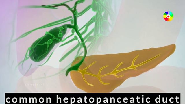 अग्नाशय (पैन्क्रियाज) कैसे काम करता हैं - Digestive System 9 -  How Pancreas Works In Hindi