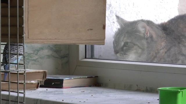 Кеша - соблазн для соседского кота)))