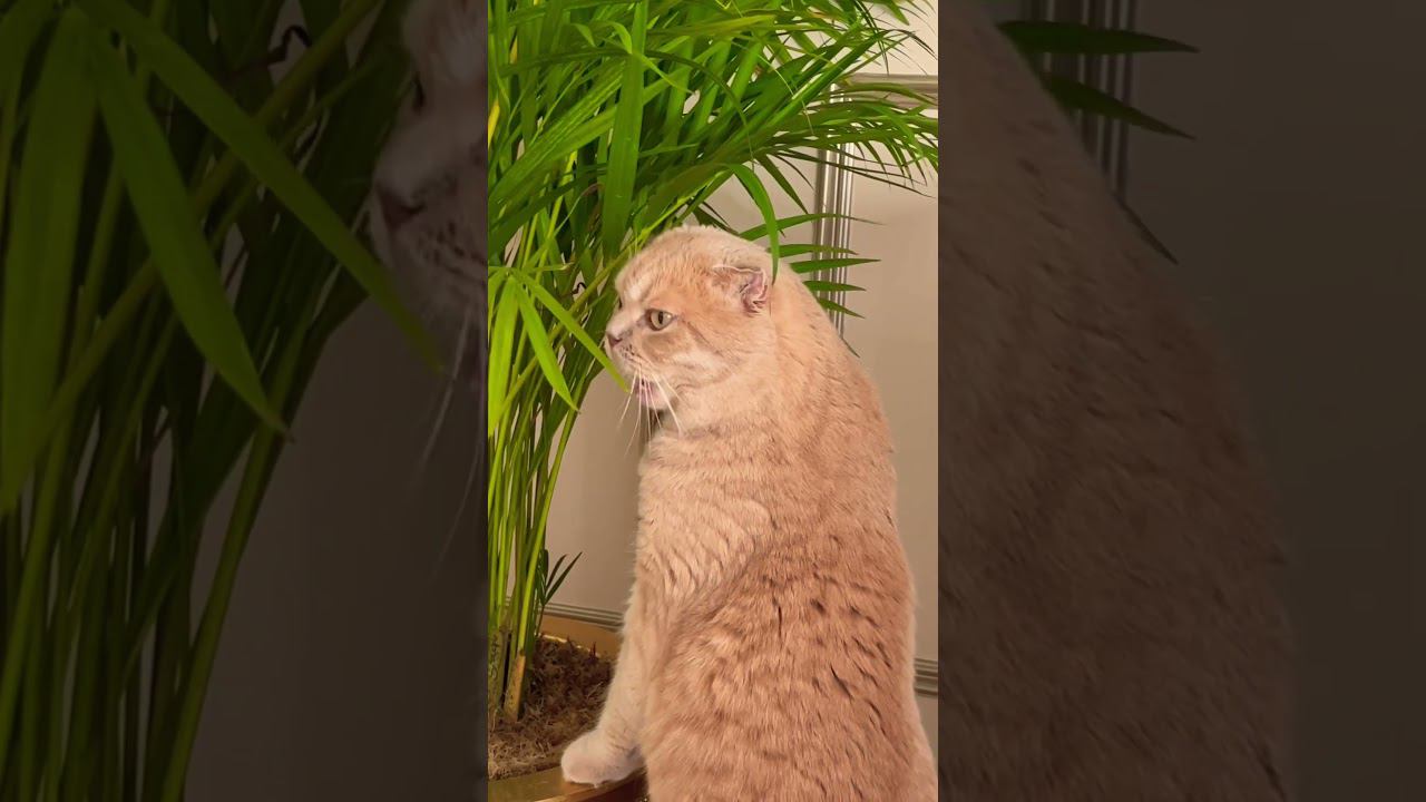 Cat Levi Niko Eating A Plant #funnycat #scotishfold #рыжийкот #catdreamer #cateatingpalm