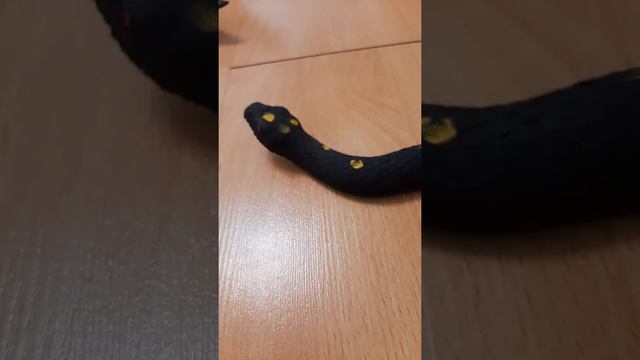 Сравнение размеров самых больших водных животных.🐊🐢🐍🐳🐋🐬🐟🐠🐡🦈🐙🦀🦞🦐🦑.