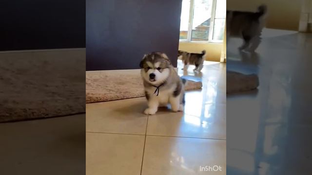 щенки маламута из питомника продаются