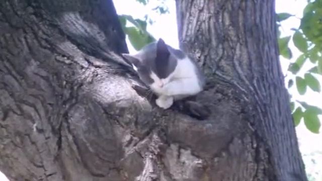 Кошек не любить нельзя