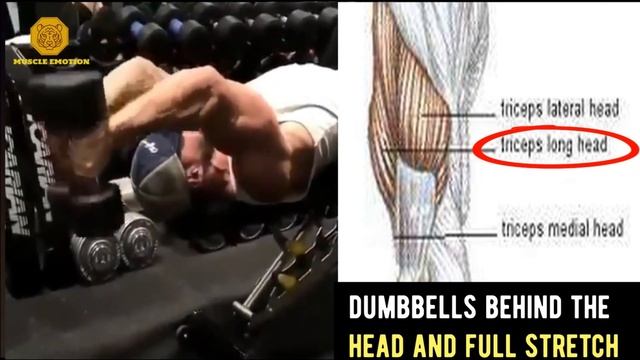 The ONLY 3 Triceps Exercises You Need For Mass / Musculation Triceps