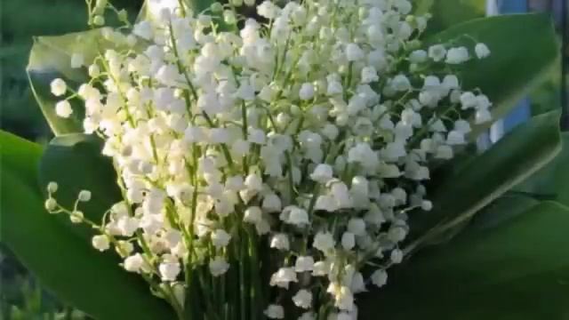 6af87af1d6df6e6fb0c9db5feeb3793d