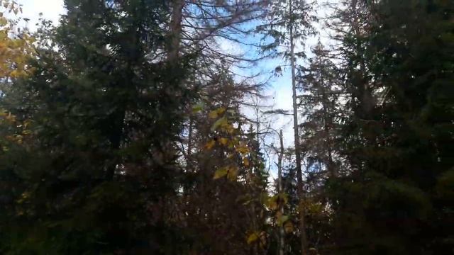 Осенний лес и  сильный ветер:), 07.10.22