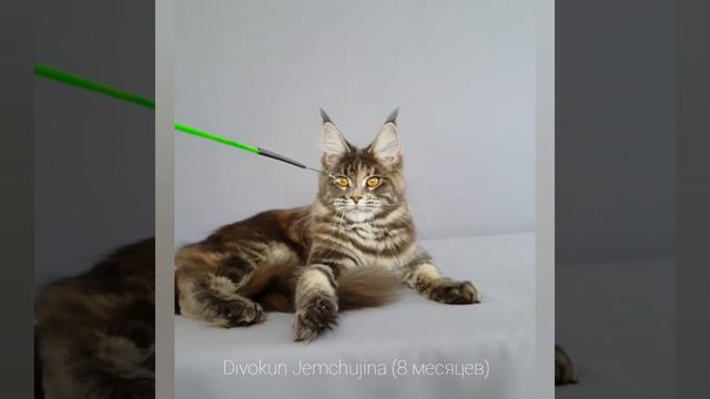 Жемчужина (Divokun Jemchujina) Кошка мейн кун окрас голубая мраморная черепаха (mco G22)