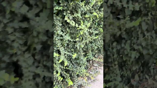 плющ спасет от плесени