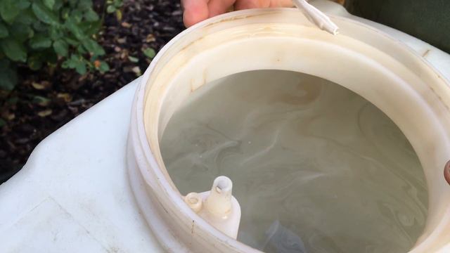 Обработка роз от мучнистой росы