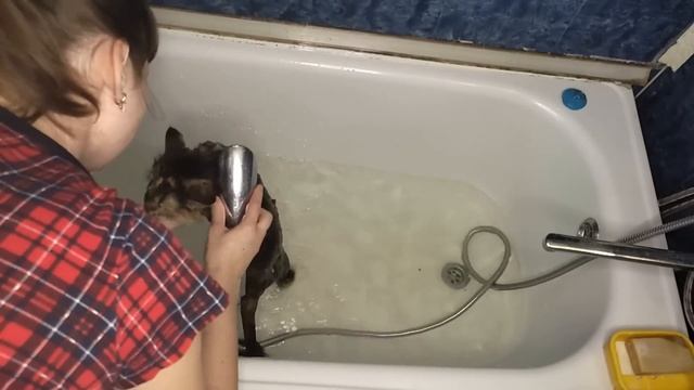 Животные в квартире. Мой опыт/ Уборка и уход за ними/ Заказ Faberlic/ мотивация на уборку