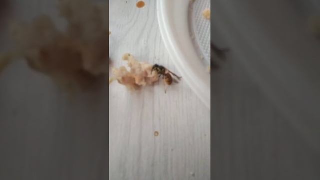 оса ест мясо