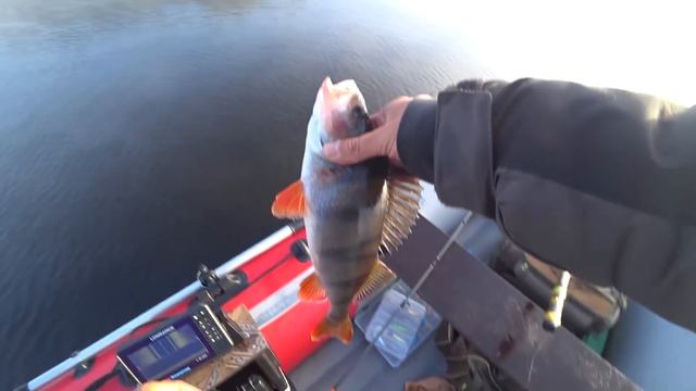 Время ТОЛСТЫХ ОКУНЕЙ. Рыбалка в конце августа 2020