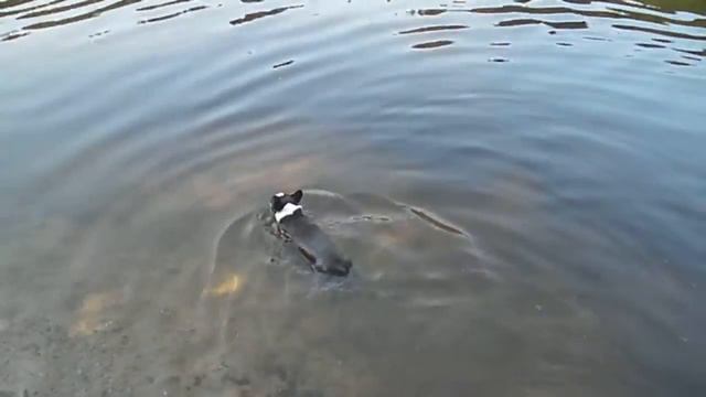 Boston Terrier (жара)