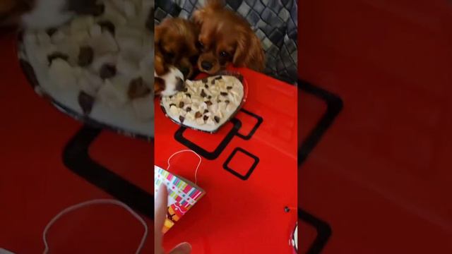 Кавалер кинг чарльз спаниели празднуют День Рождения! #кавалерспаниель #cavalierkingcharlesspaniel
