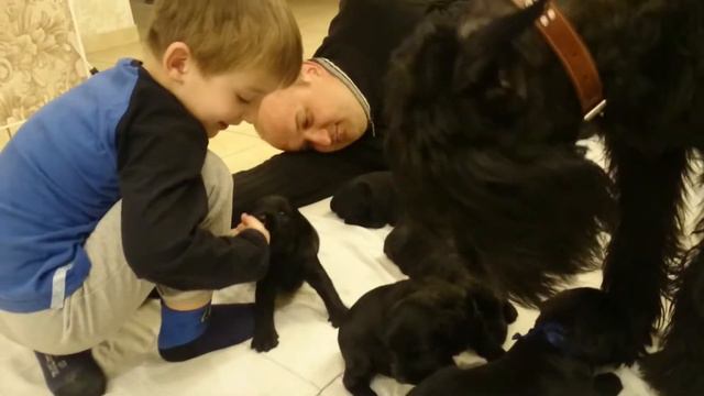 Ризеншнауцер Голди малыши