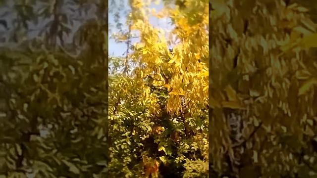 Ясень  ведовское дерево