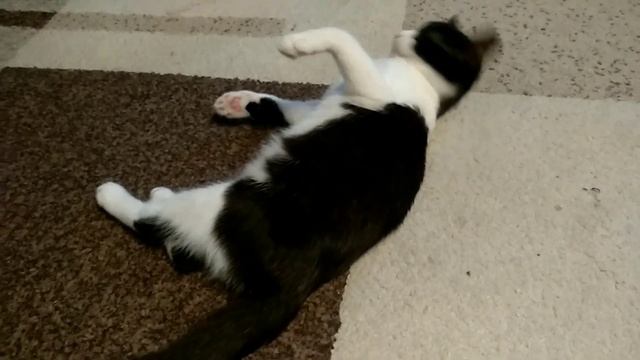 ЧТО МЫ СДЕЛАЛИ СО СПАСЁННЫМ КОТЁНКОМ