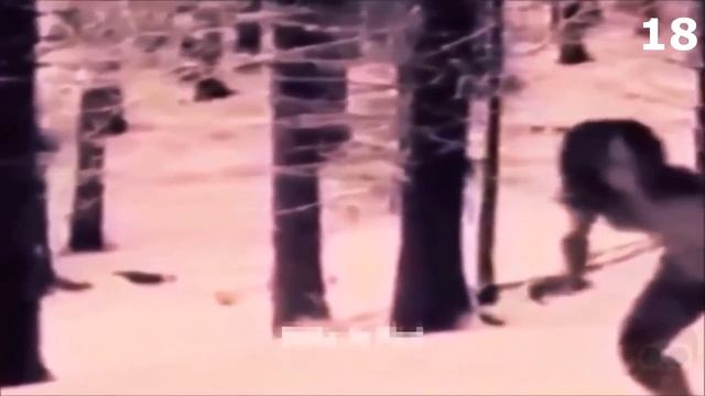 20 НЕИЗВЕСТНЫХ СУЩЕСТВ СНЯТЫХ НА КАМЕРУ! Часть 4