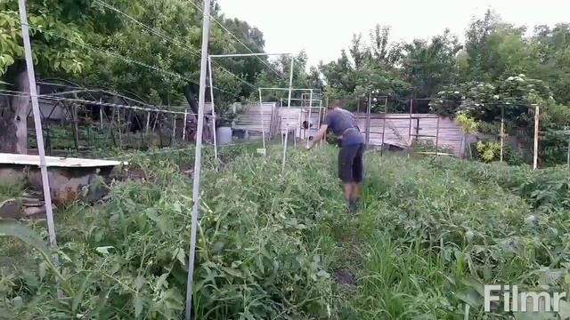 Самая простая подвязка томатов..