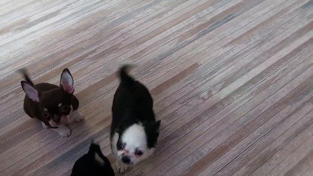 прекрасный папа Мажор и щенки чихуахуа питомник Кастропуло Крым