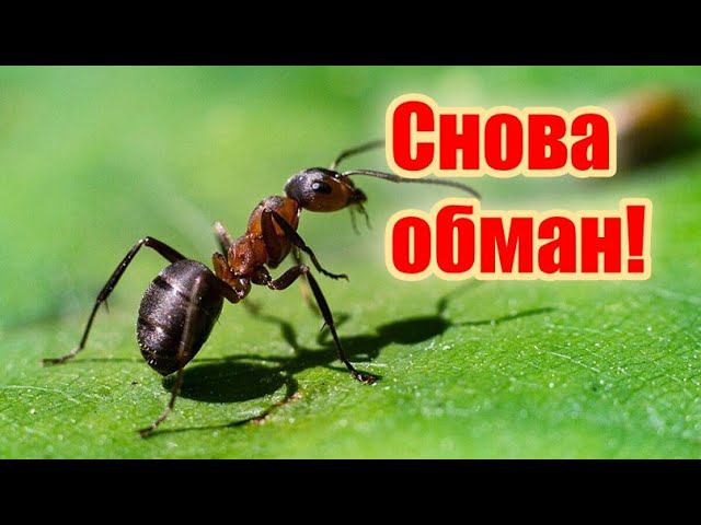 Этим Способом от Муравьев не Избавиться!