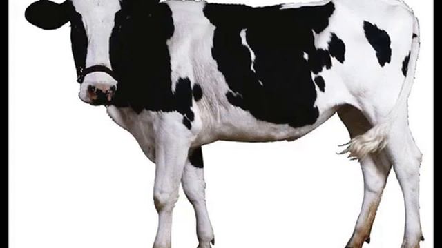 У КОРОВЫ НЕТ ДРУГИХ ЗАБОТ (1 ЧАС)