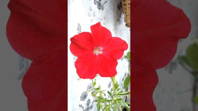 Петуния алая, балконные цветы