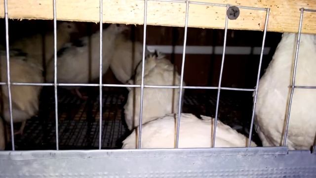 Перепела Техас. Уже им холодно. Я устала. Сколько оставлю на Зиму.