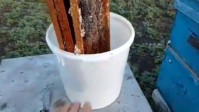 14.09.19г ПЖВМ (Огнёвка) из Восковой моли. Нарезали и заложили в бак, пчелиные рамки.