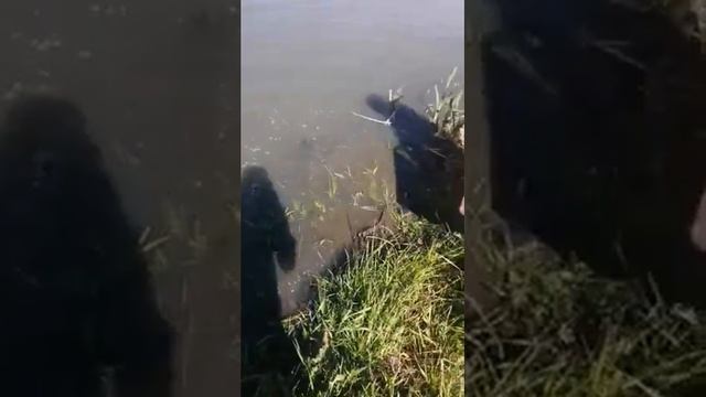Африканский сом в пруду
