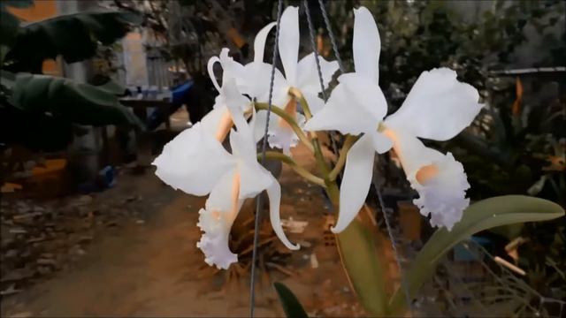 D006e411c358582ff7ebef06cc2470dd