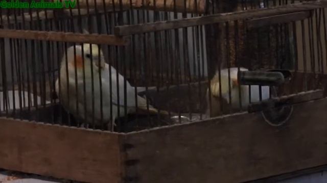 Звуки Птиц Кореллы Попугаев ожереловый попугай Пение Птиц Для Сна И Отдыха 4 К/Bird Sounds Corella
