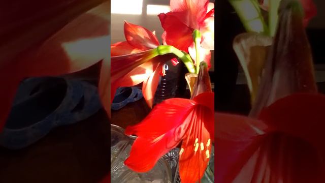 3fe4325cf6f8de8cf7ee36e39925c398