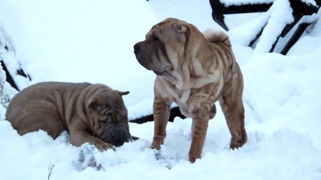 Щенок шар-пея (6мес) и взрослый шар-пей(2 года)