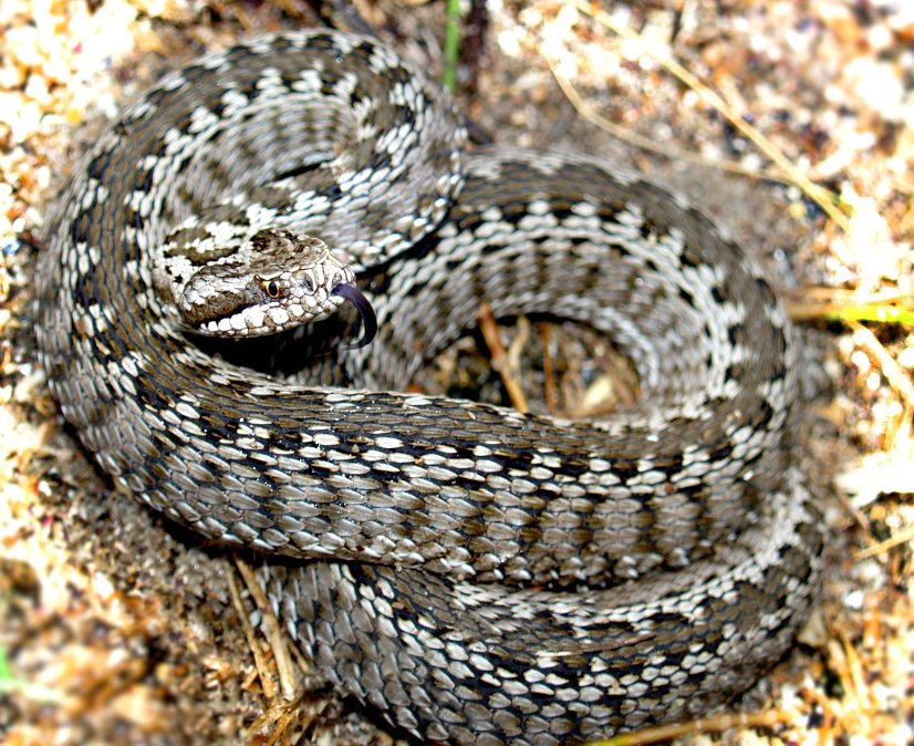 змеи России 2.Опасные и не очень.