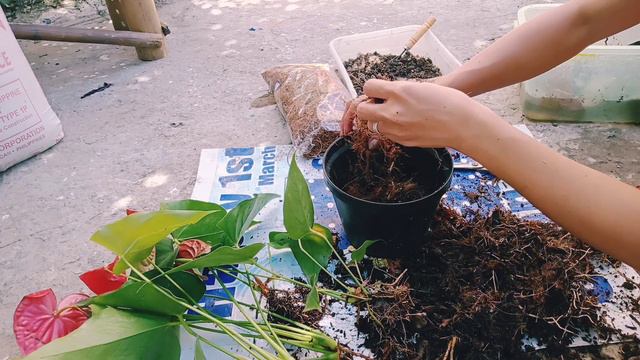 SIMPLE PROPAGATION/PAGPAPARAMI NG ANTURIUM