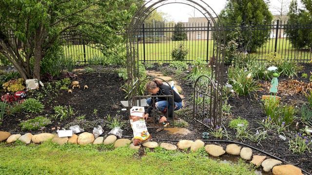 Planting Ranunculus, Clematis & Hibiscus