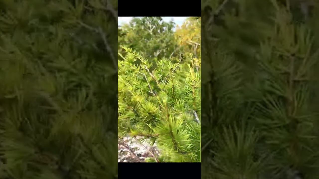 #горы #красноярск #россия #торгашинскийхребет #relax  #туризм