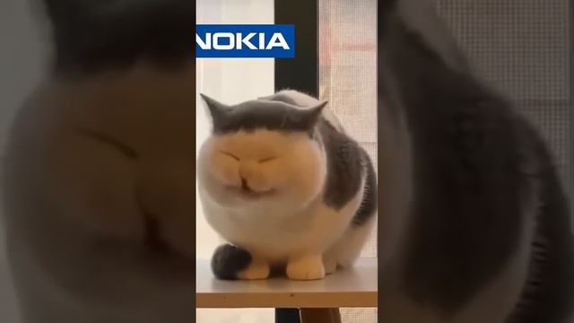 Телефонные звонки в исполнении кота