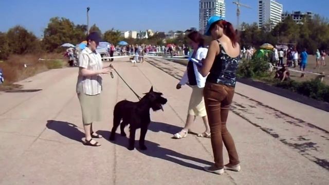 п-к  Роман-Кош.. Роман-Кош Ореанда. Выставка Севастополь