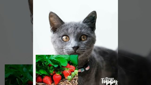 Занятие по Развитию речи в средней группе детского сада