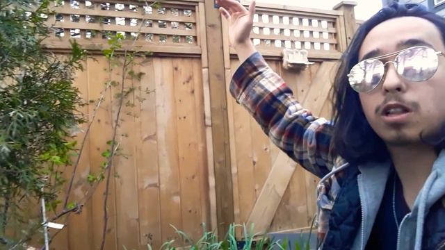 Allium Spring Season Basics (ornamental Onions)