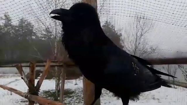Варвара - говорящий вОрон кукушка