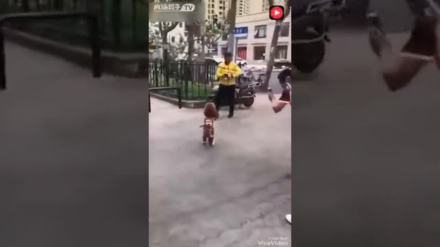 Самая умная собака как ребёнок