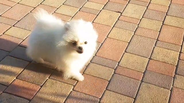 Мини белый померанский шпиц.  Tiny white Pomeranian.  Www.elitdog.com