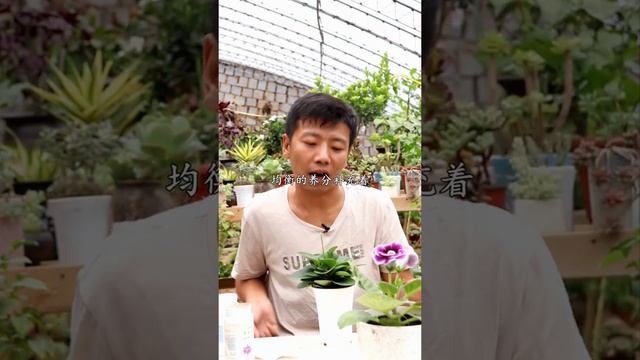 【養養養花花花】碧玉，人稱“電腦寶貝”，記住養護“秘籍”，長得又肥又油綠