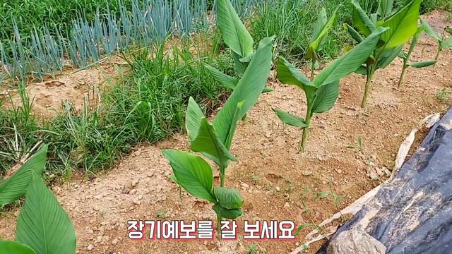 울금(강황)//텃밭에서 키우기 쉬운 작물//값은 비싸고//약효는 좋고//