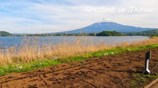 Mount fuji japan 4k Lake Kawaguchi walk tour 4k videos